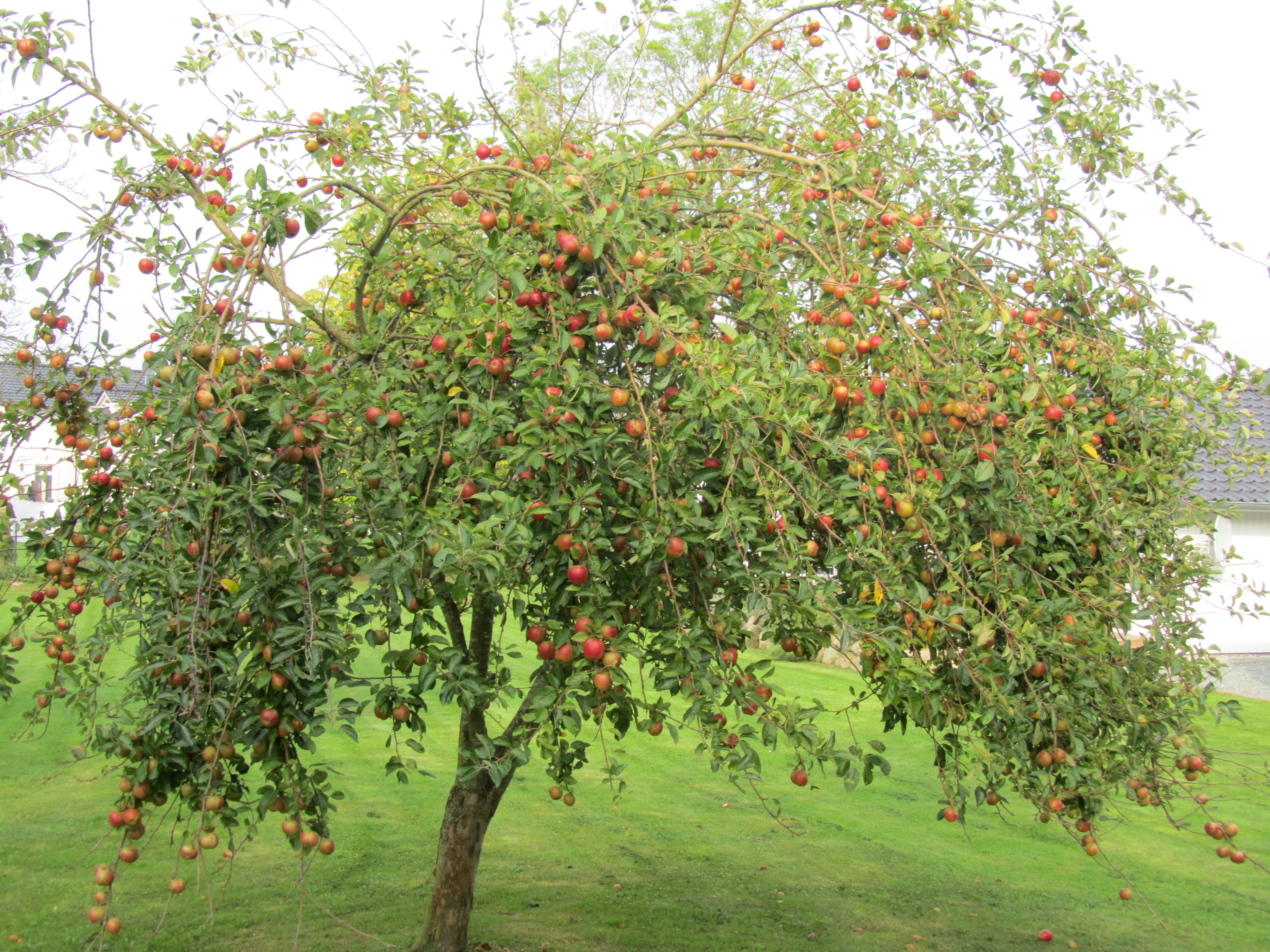 Apfelbaum1