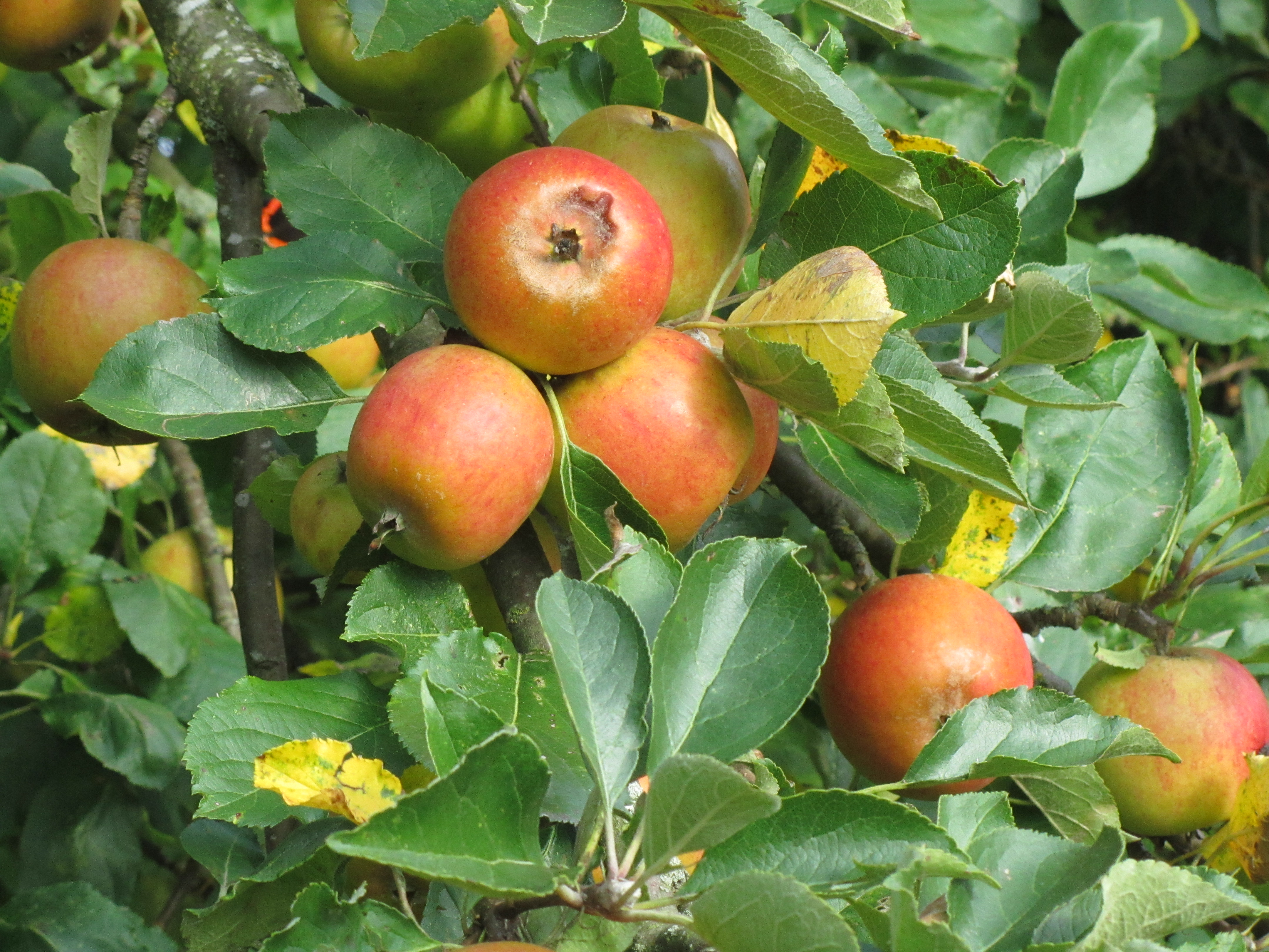 Apfelbaum2