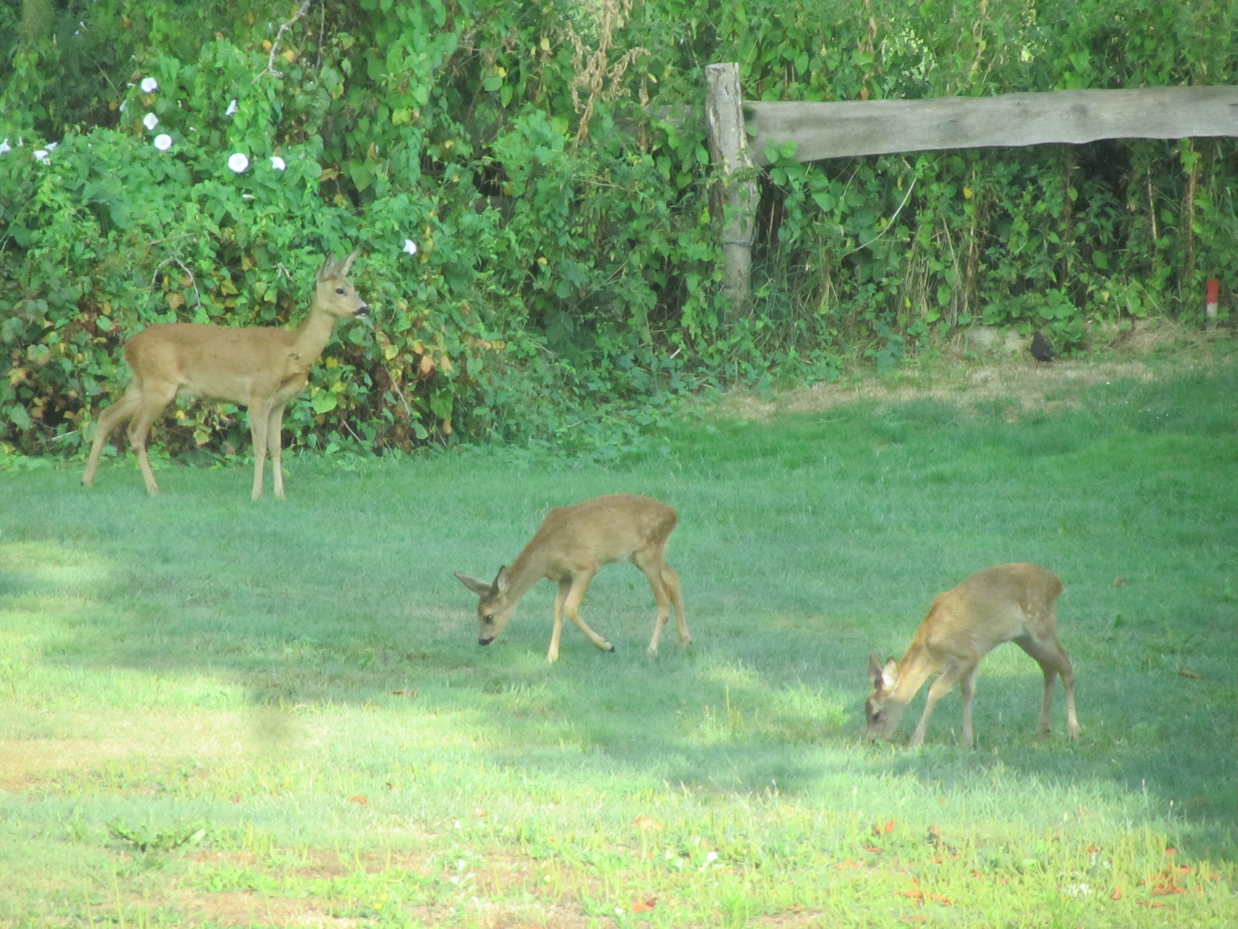Rehe im Garten2