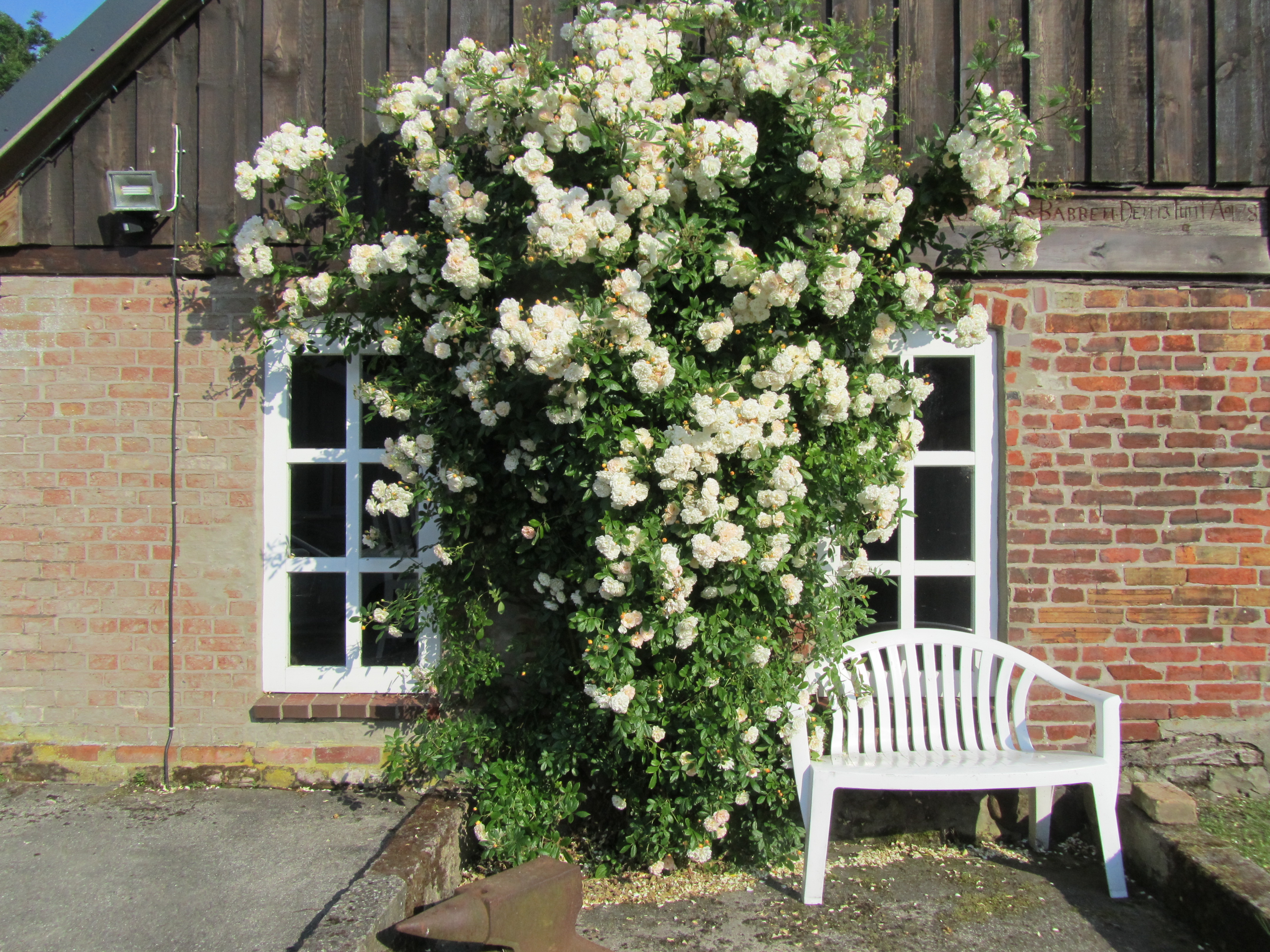 Blumen im Garten1