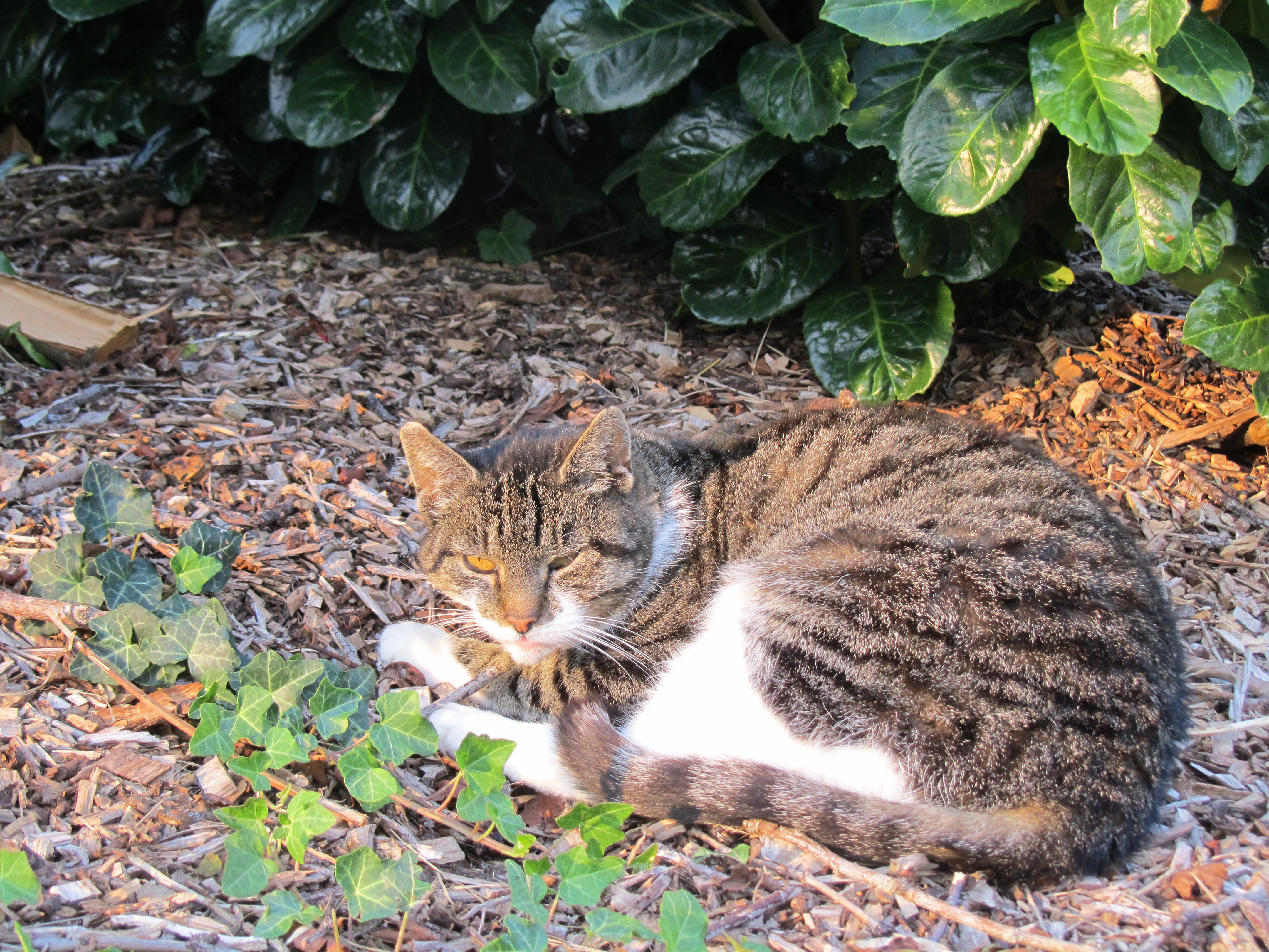 Tiere auf dem Hof3